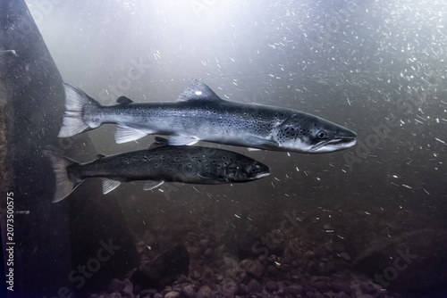 Photos Atlantic salmon Salmo salar swimming underwater in river tank.