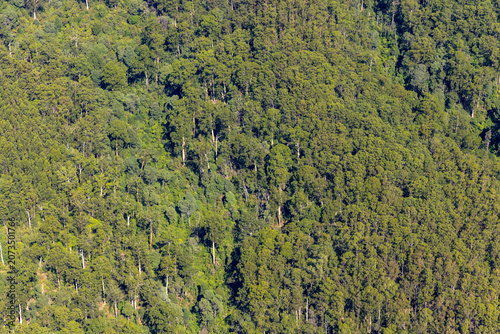 Obraz na plátne Carlisle River aerial view of dense forest and Australian bushland and native tr
