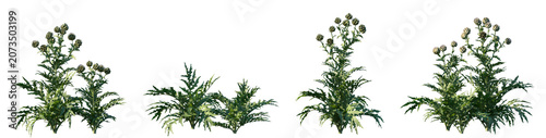 Foto Set of Cynara scolymus (known as the globe artichoke or artichoke) isolated png