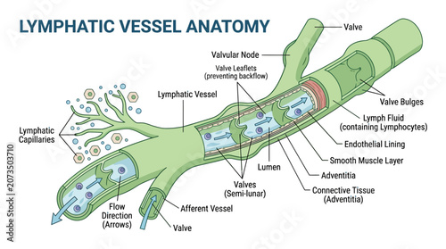 Foto Detailed anatomical illustration of a lymphatic vessel with labeled components, showcasing its structure and function in a medical educational context