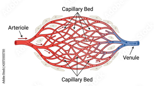 Fotografie Detailed diagram of a capillary bed with labeled arteriole, venule, and capillary network on a white background