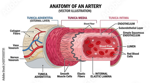 Konstfotografi Detailed vector illustration of the anatomy of an artery with labeled layers and components on a white background