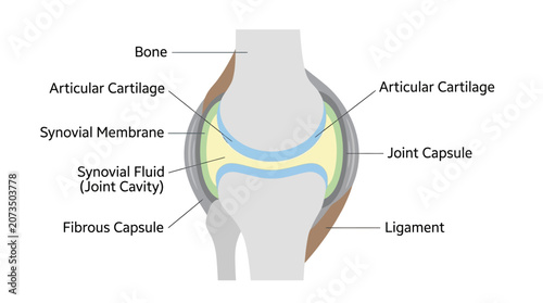 Cuadro en lienzo Detailed anatomical illustration of a knee joint with labeled components including bone, articular cartilage, and synovial membrane on a white background