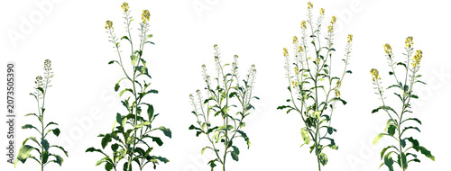 Bilde på lerret Set of Brassica juncea (commonly known as brown mustard, Indian mustard, or leaf