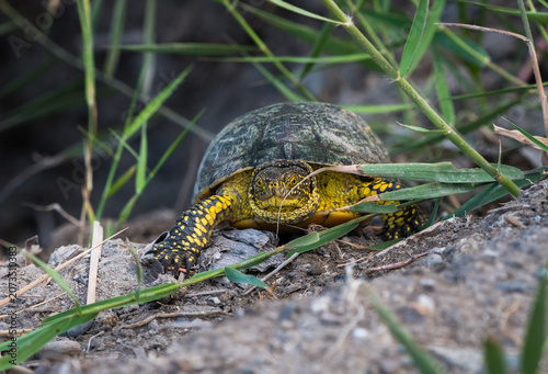 Protected wildlife concept with European pond turtle Emys orbicularis on a log