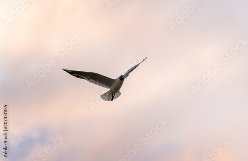 Black headed gull Chroicocephalus ridibundus flying against a dramatic colorful sky