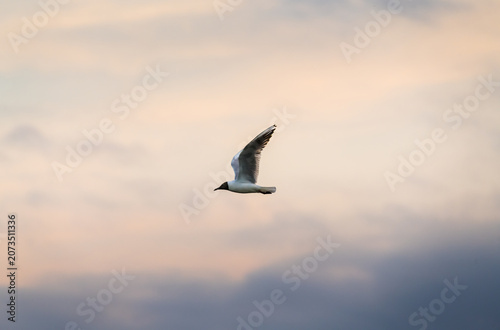 Stunning wildlife photography of a black headed gull flying in an orange sunset sky