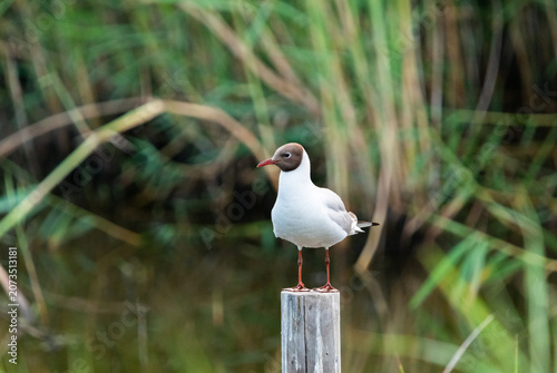 Beautiful wildlife photography of a black headed gull in coastal environment