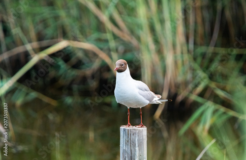 Detailed profile portrait of an adult black headed gull bird in the wild
