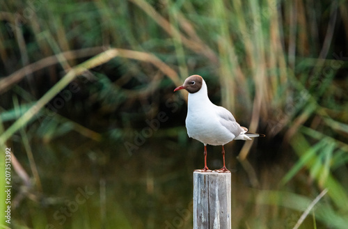 Black-headed Gull Portrait in Natural Coastal Habitat