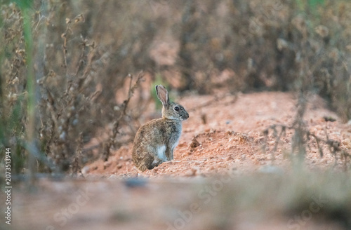 Wild hare running through a countryside field during late evening twilight