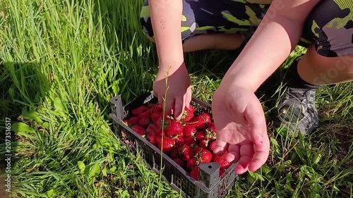 Child harvesting ripe strawberries from garden on sunny day  