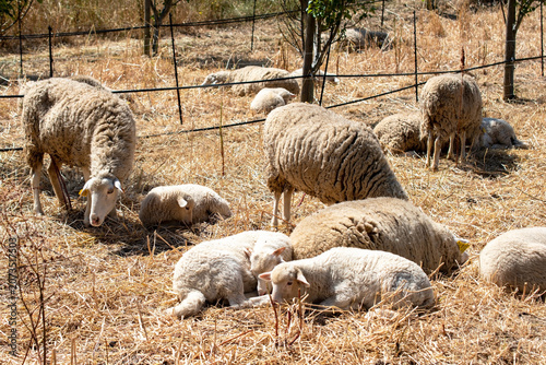 Grazing Sheep And Lambs In Meadow
