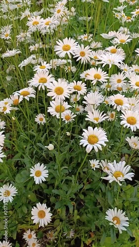 Field of white daisies blooming in natural green landscape  