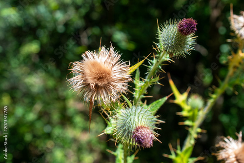 Beautiful Nature Macro With Fresh Leaves