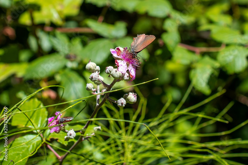 Botanical Spring Flora In Natural Environment
