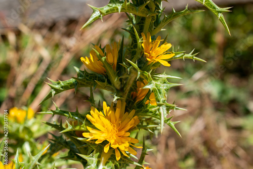 Closeup Of Fresh Spring Garden Plant