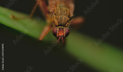 Cuadro en lienzo yellow dung fly close up macro photo