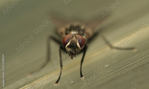 Foto close up house fly