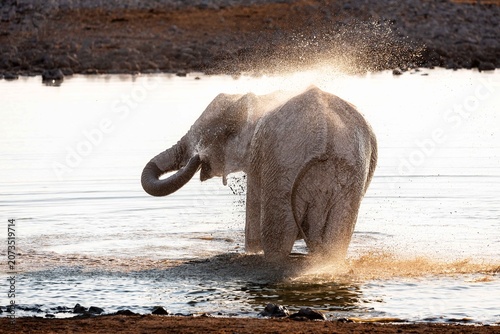 Fotografie African elephant showering himself at the Okaukeujo waterhole in late afternoo