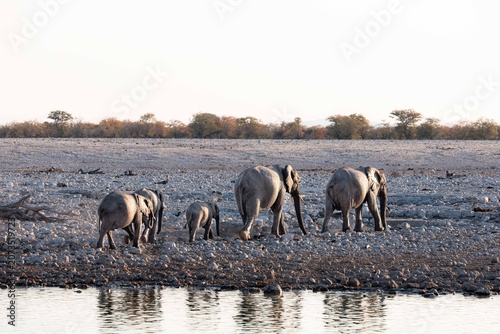 Bild auf Leinwand Elephant herd leaving Okaukuejo camp waterhole in late afternoon, Etosha, Namibi
