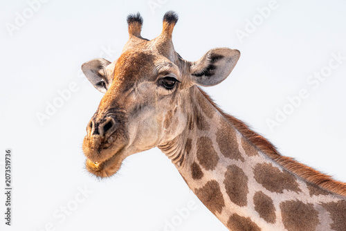 Photography Portrait of giraffe in Etosha National park, Namibia