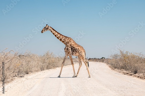 Photography Giraffe crossing the road near Okaukuejo camp, Etosha National Park, Namibia