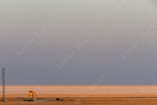 Fotografía Minimalistic photo of giraffe at Etosha salt pan drinking from waterhole during