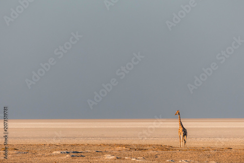 Fotografía Minimalistic photo of giraffe near Etosha salt pan heading to waterhole at sunse
