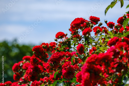 薔薇