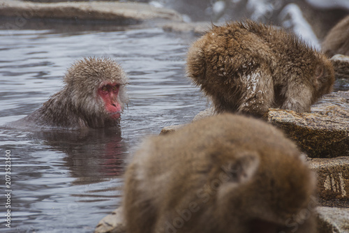 nagano monkey