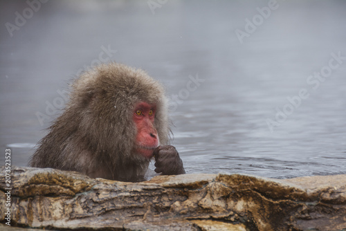 nagano monkey