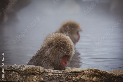 nagano monkey