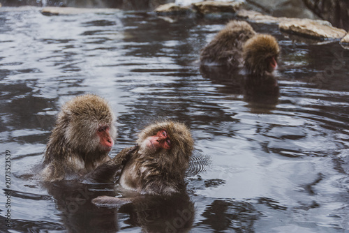 nagano monkey