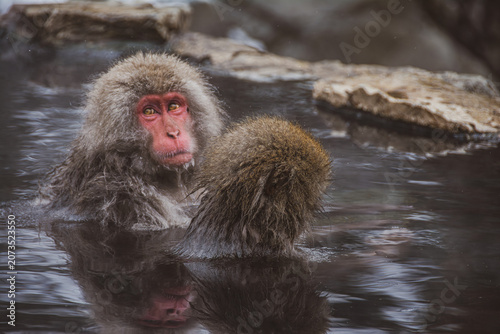 Nagano Monkey