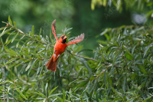 Male northern cardinal red bird in trees inflight ascending upwards. 