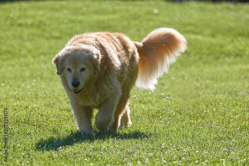 Golden retriever walking in sunny grassy field. 