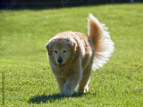 Golden retriever walking in sunny grassy field. 