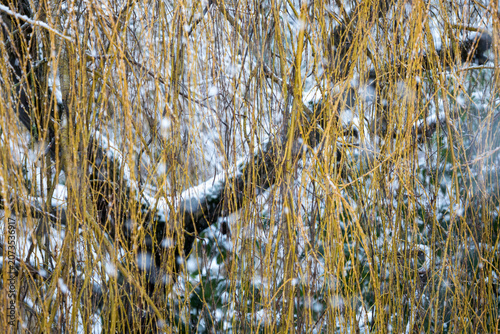 Snow falling on a weeping willow tree in a garden, United Kingdom