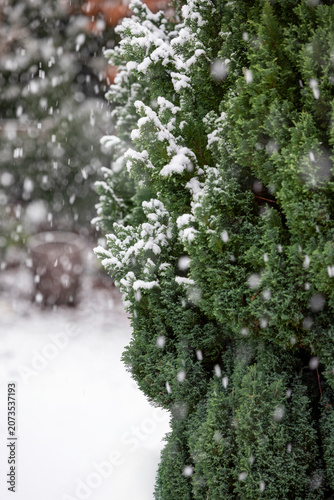 Snow falling on a conifer tree in a garden, United Kingdom