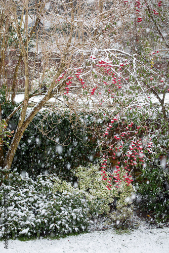 Cotoneaster frigidus Cornubia with bright red berries in a flurry of snow, United Kingdom