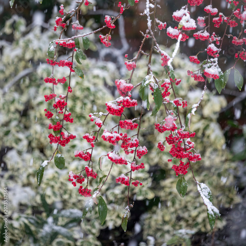 Cotoneaster frigidus Cornubia with bright red berries in a flurry of snow, United Kingdom
