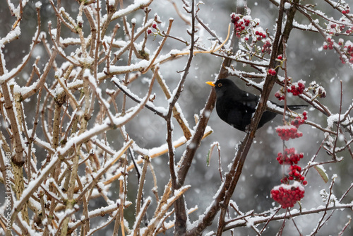 Blackbird Turdus merula in a Cotoneaster frigidus Cornubia with bright red berries in a flurry of snow, United Kingdom