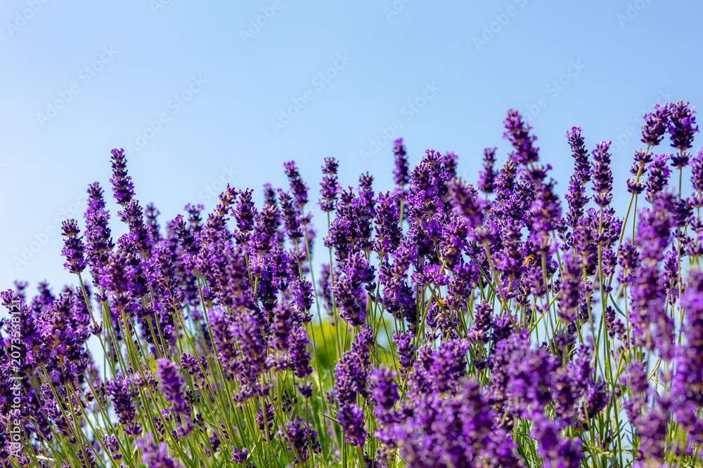 Obraz premium Selective focus a bushes of purple violet blue flowers in the garden under blue clear sky in summer, Lavender is flowering plants in the mint family of Lamiaceae, Natural floral pattern background.