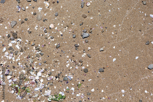 Minimal beach sand texture with scattered seashells, pebbles and algae details, clean natural background for branding, packaging and web design