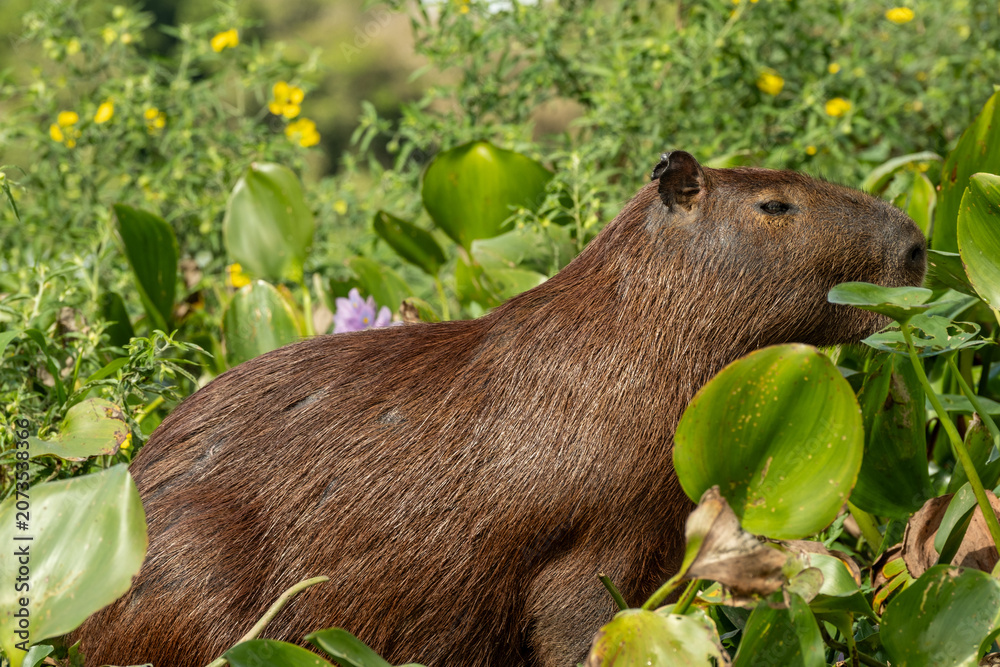 Fototapeta premium Capybaras thrive in the Pantanal, the world's largest tropical wetland. As the world's largest rodent, they weigh up to 65-80 kg and are highly adapted to the region's river systems and seasonal flood