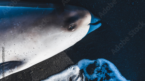Fotografie Cuvier beaked whale washed ashore in Kaikoura, New Zealand