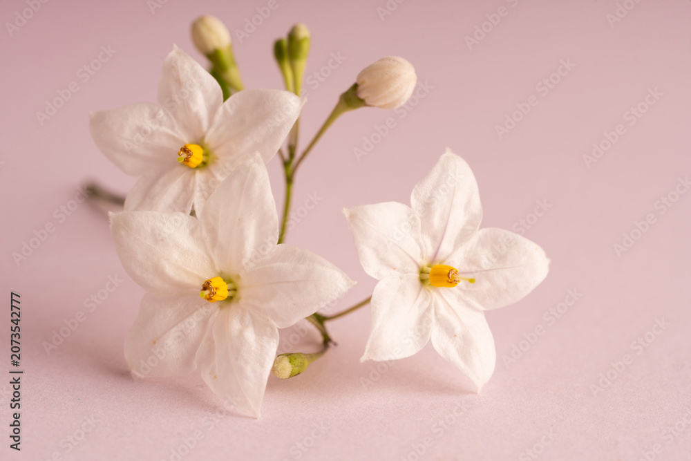 Obraz premium close up white small flowers