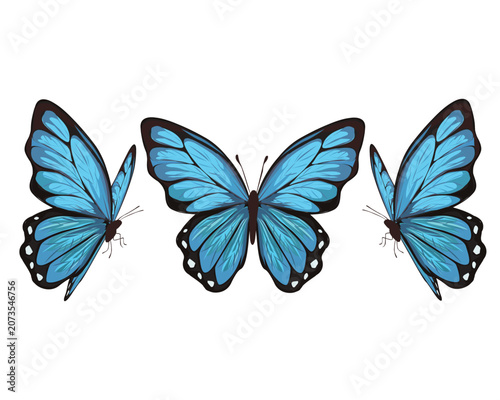 pink blue butterfly on white background