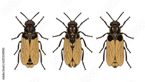 Three illustrations of a small insect with brown and yellow markings, displayed side by side.